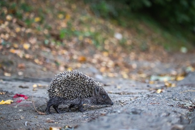 成為了球迷 成為了球迷