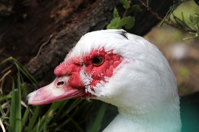 继续为球队 继续为球队